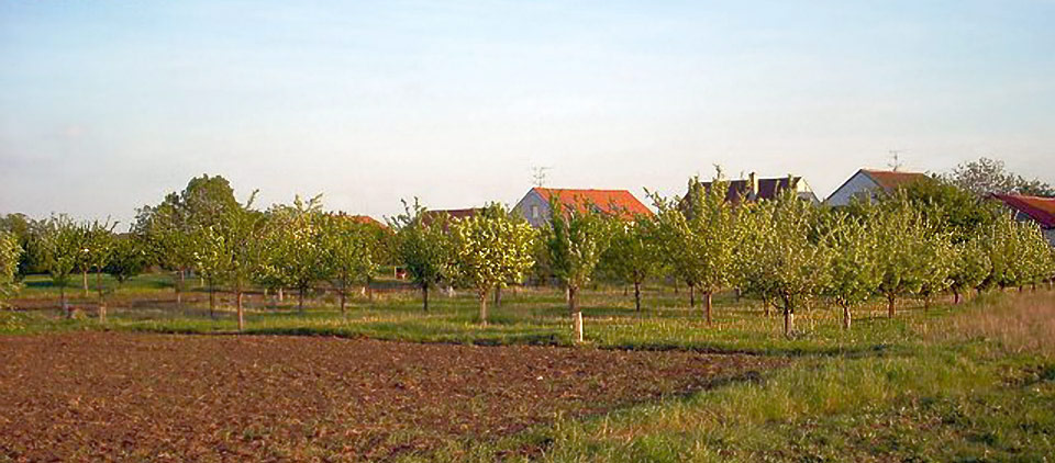 DS Šanov
